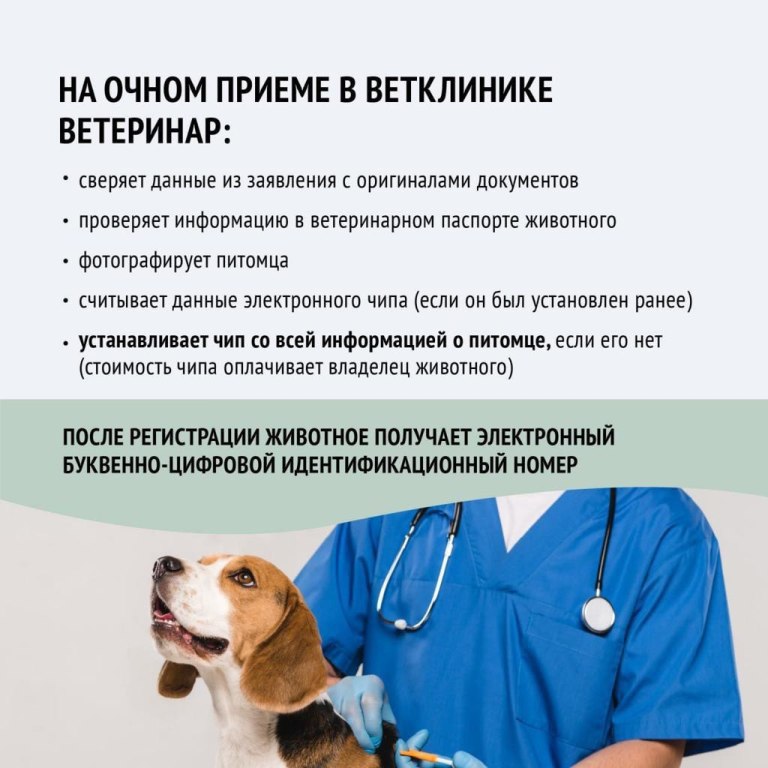 Как и где зарегистрировать собаку в городском округе Зарайск Московской области: